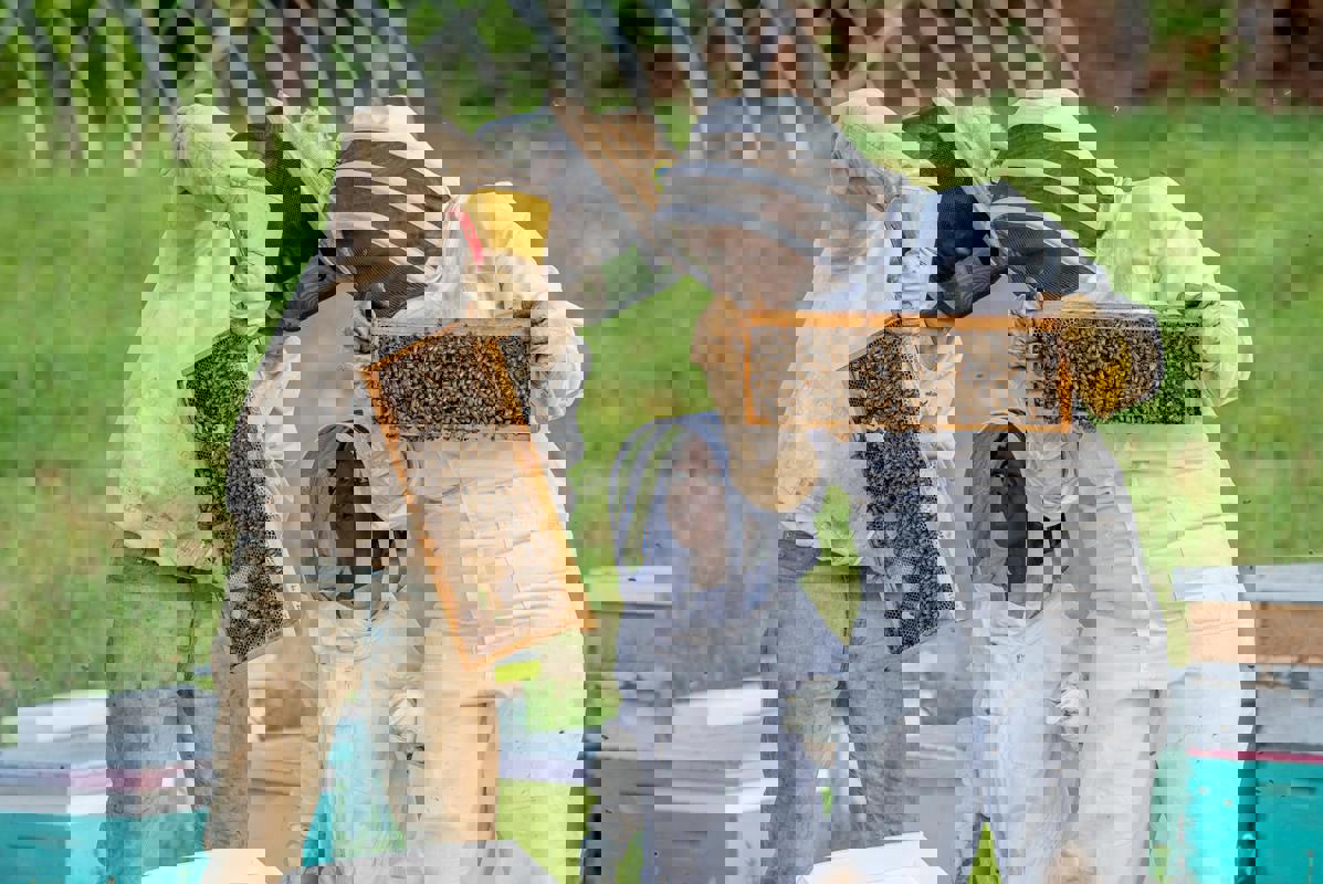 Local Beekeepers Host Interactive Hive Tours to Raise Awareness